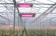 ENELTEC vai para agricultura LED mercado de iluminação